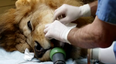 3DISC Veterinary Scanner